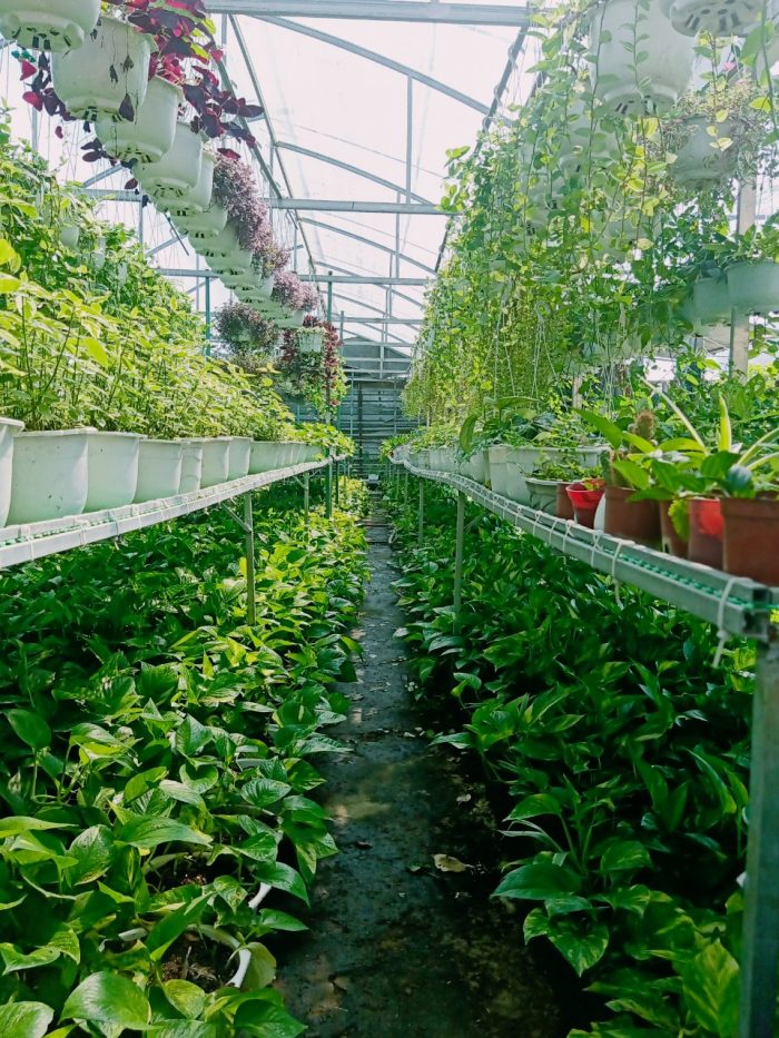 thi công vườn ươm