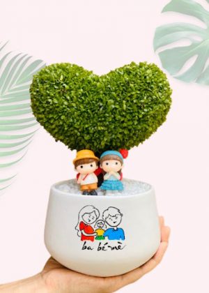 Cỏ may mắn mang sự tài lộc, sung túc