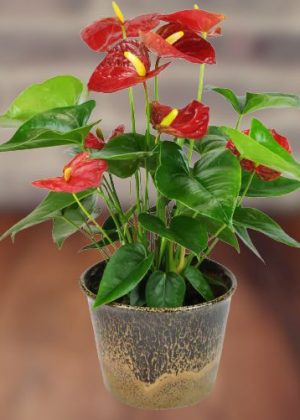 Cây hồng môn