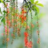Cây lộc vừng