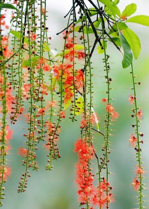 Cây lộc vừng