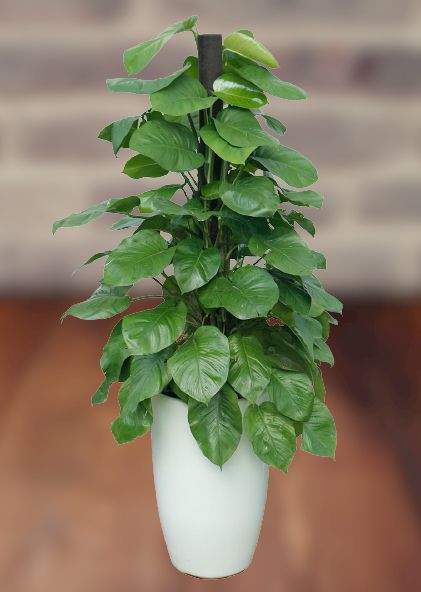 cay-trau-ba Cây trầu bà