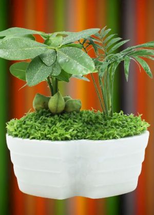Chậu cây may mắn