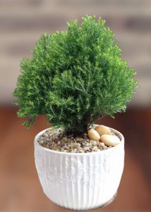 Chậu cây tùng bồng lai