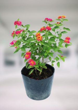 Chậu hoa ngũ sắc