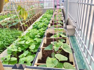 Thiết kế vườn rau sạch treensaan thượng