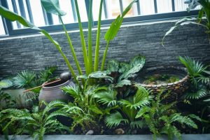 Trồng cây trong nhà vừa đủ